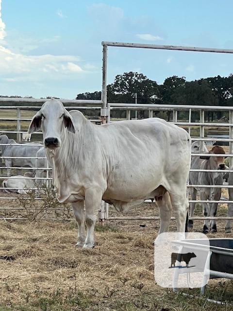 3 Reg. Brahman Cows... East TX thumbnail 5