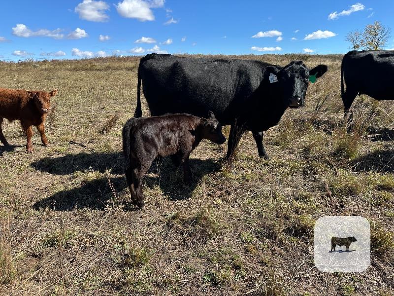 18 Angus Pairs... Northwest OK