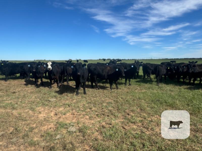 600 Angus & BWF 2nd-Calf Cows... N. Central OK