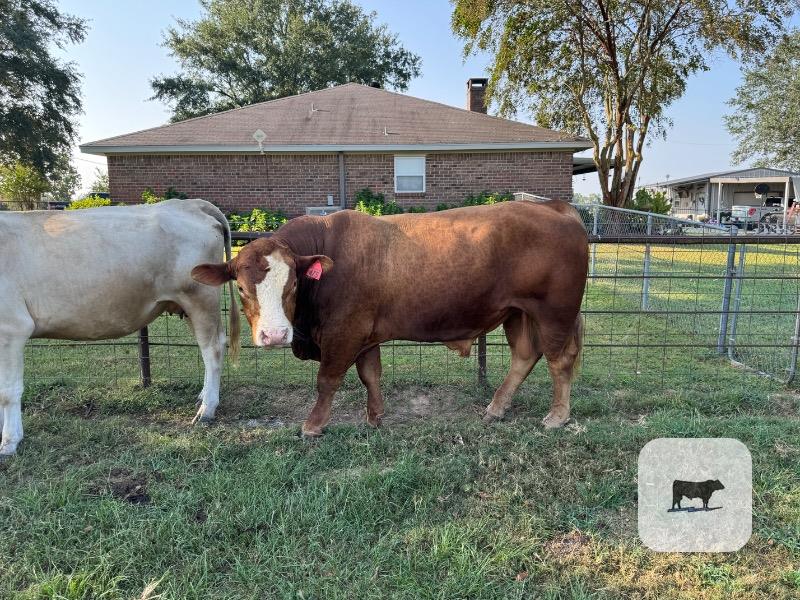 1 Simmental Bull... Northeast TX thumbnail 3