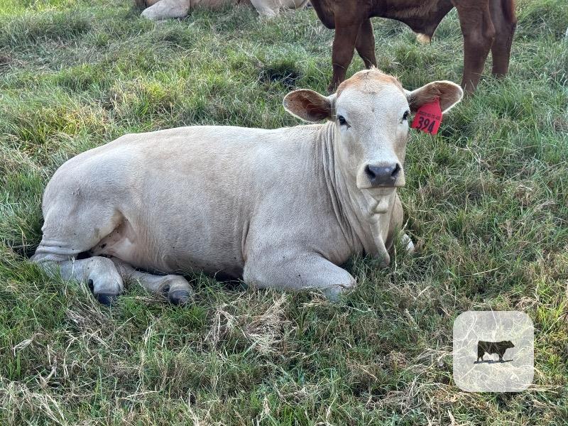 1 Simmental Bull... Northeast TX thumbnail 5