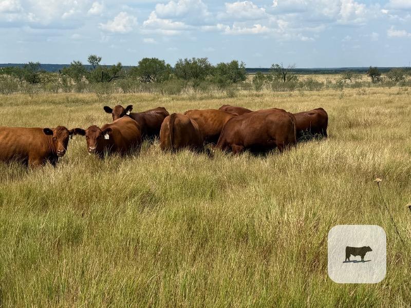 15 Red Angus Rep. Heifers... North TX ~ BVD-PI Neg.