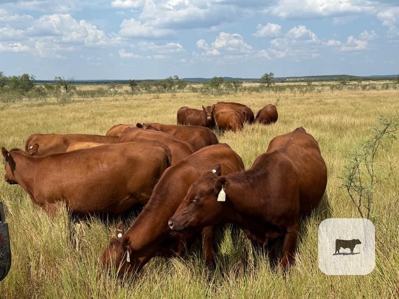 15 Red Angus Rep. Heifers... North TX ~ BVD-PI Neg. thumbnail 5