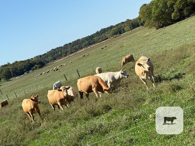 23 Purebred Charolais & Red Angus Cross Bred Heifers... Southwest MO thumbnail 2