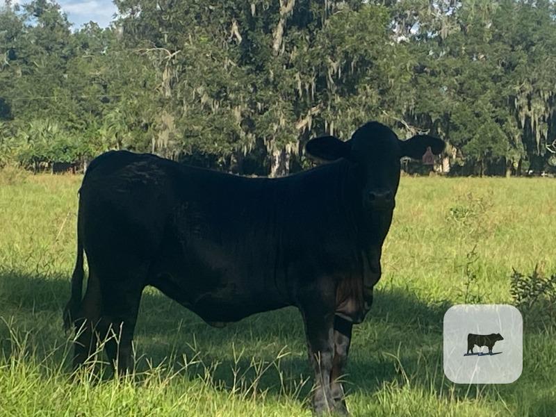 30 Brangus & UltraBlack Rep. Heifers... Central FL thumbnail 3