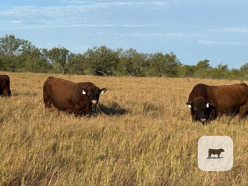 6 Reg. Red Angus Bulls... North TX thumbnail 2
