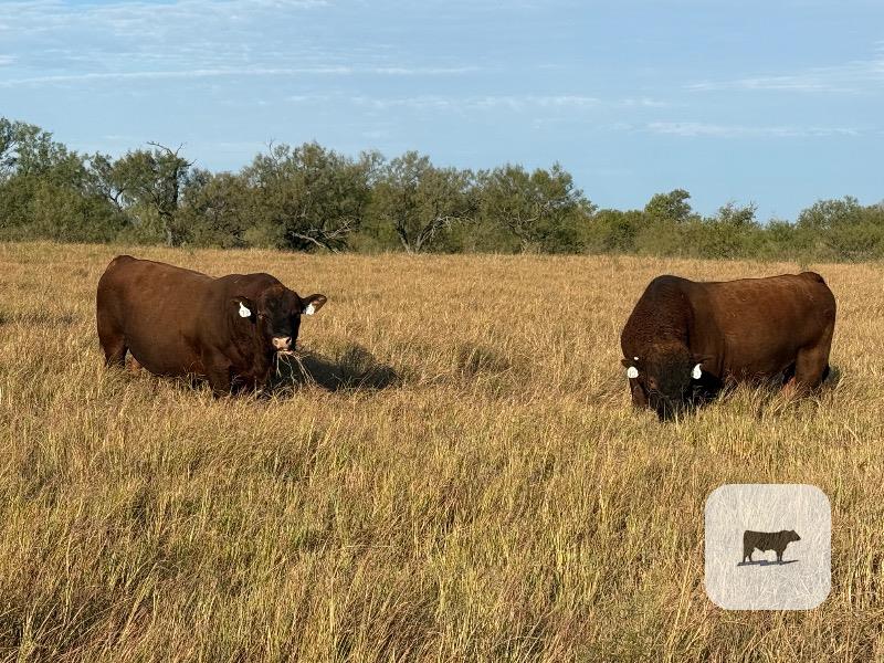 6 Reg. Red Angus Bulls... North TX thumbnail 3