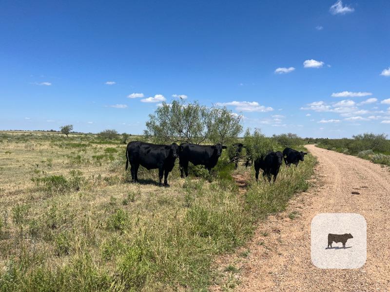 192 Angus & Angus Plus Bred Heifers... TX Panhandle thumbnail 2