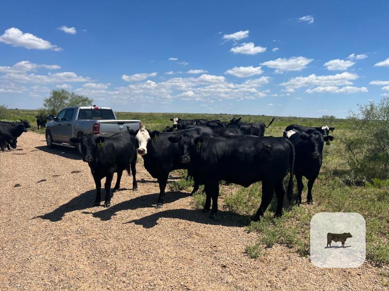 192 Angus & Angus Plus Bred Heifers... TX Panhandle thumbnail 4