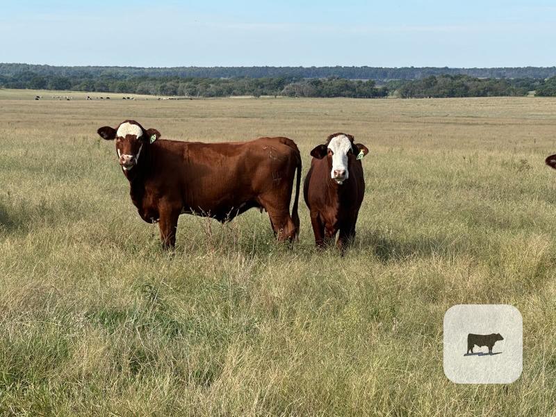 16 Hereford Cross & Red Angus Cross Bred Heifers... Northeast OK thumbnail 6