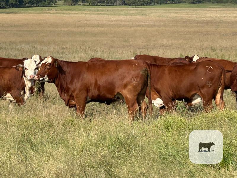 16 Hereford Cross & Red Angus Cross Bred Heifers... Northeast OK