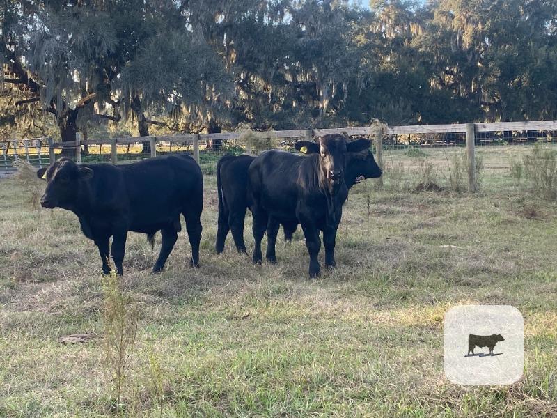 5 Brangus Bulls... Central FL thumbnail 5