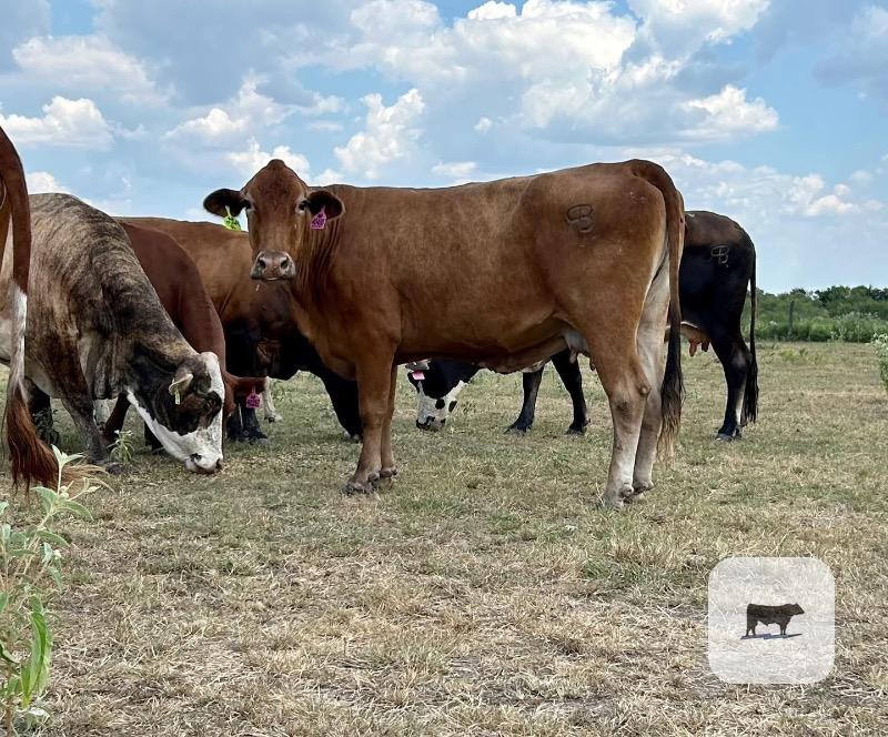 150 Black, BMF, Red, Yellow & RWF Crossbred Cows... Central TX thumbnail 6