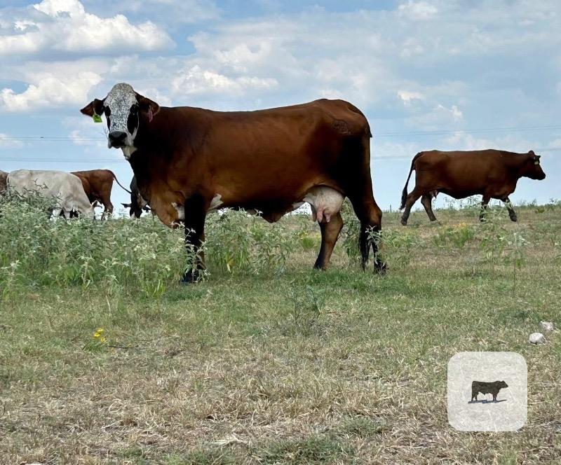 150 Black, BMF, Red, Yellow & RWF Crossbred Cows... Central TX thumbnail 4