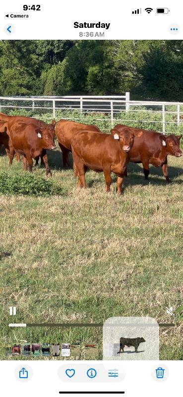 30 Reg. Red Angus Rep. Heifers... Northeast TX thumbnail 4