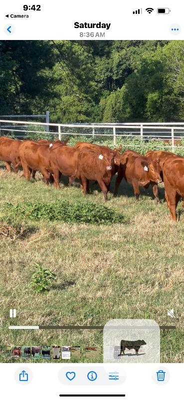 30 Reg. Red Angus Rep. Heifers... Northeast TX thumbnail 3