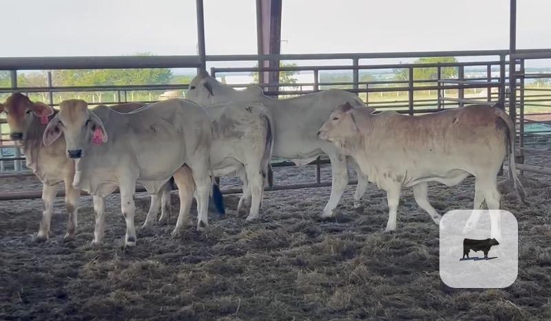 5 Brahman Rep. Heifers... Central TX thumbnail 2