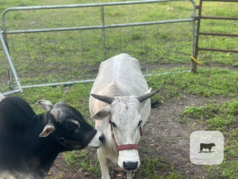 Reg. Miniature Zebu Bull & Cow... Central FL thumbnail 6