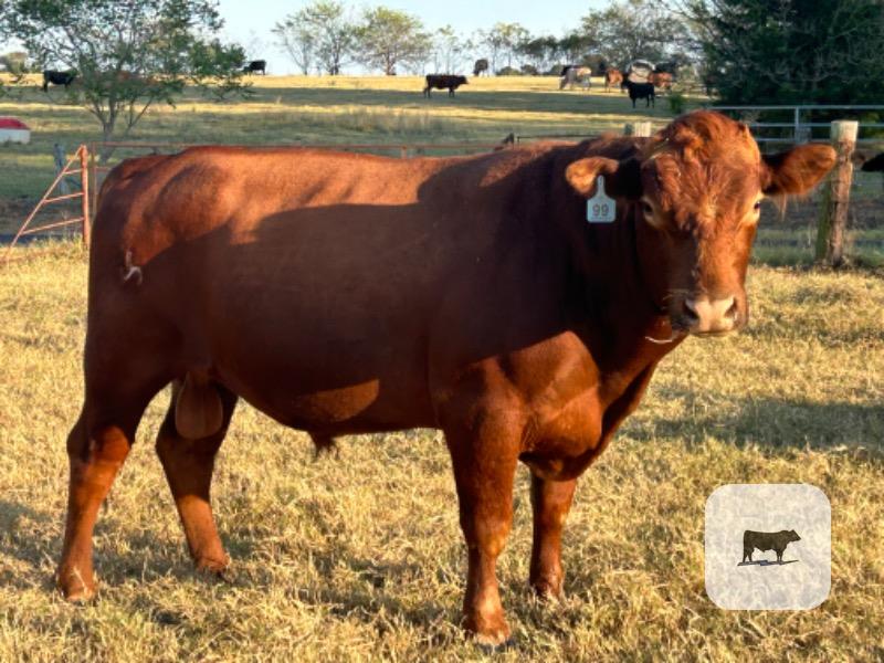 1 Reg. Red Angus Bull... East TX thumbnail 3