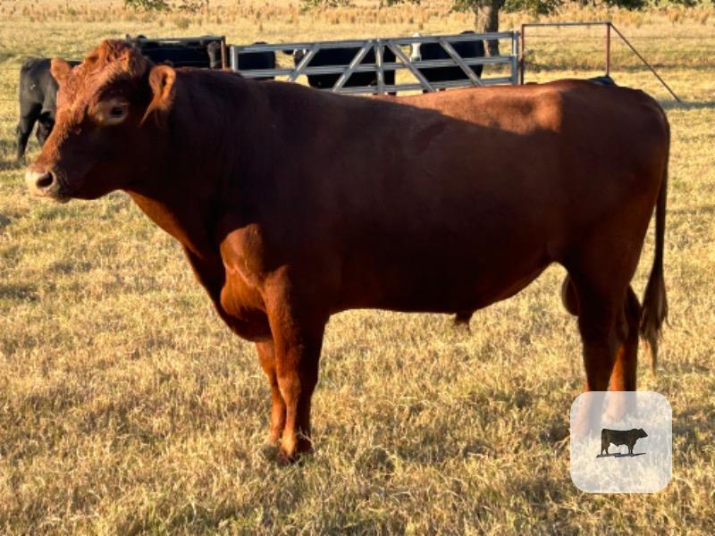 1 Reg. Red Angus Bull... East TX