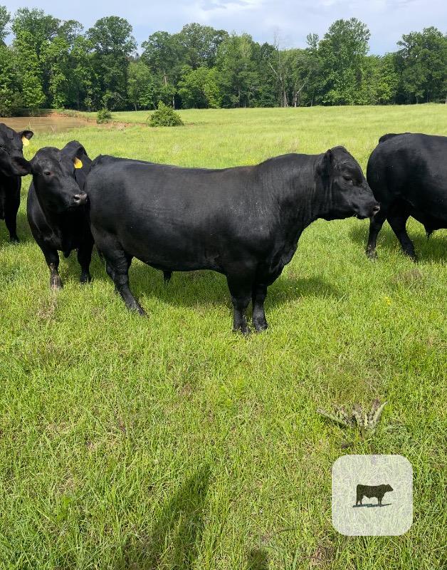 10 Reg. Angus Bulls... N. Central MS