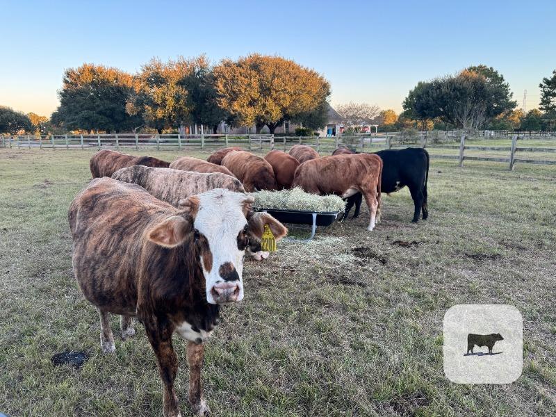 10 Braford/Tigerstripe Bred Heifers... East TX thumbnail 3