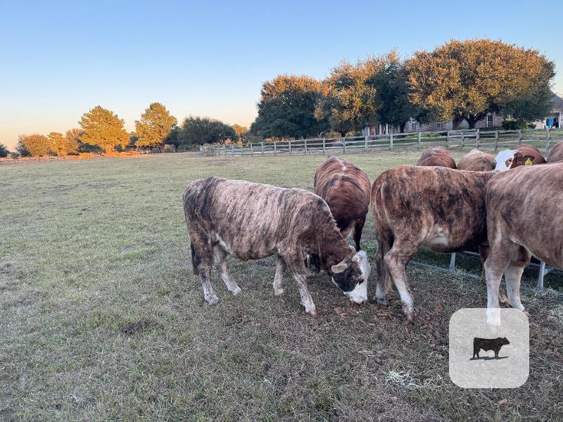10 Braford/Tigerstripe Bred Heifers... East TX