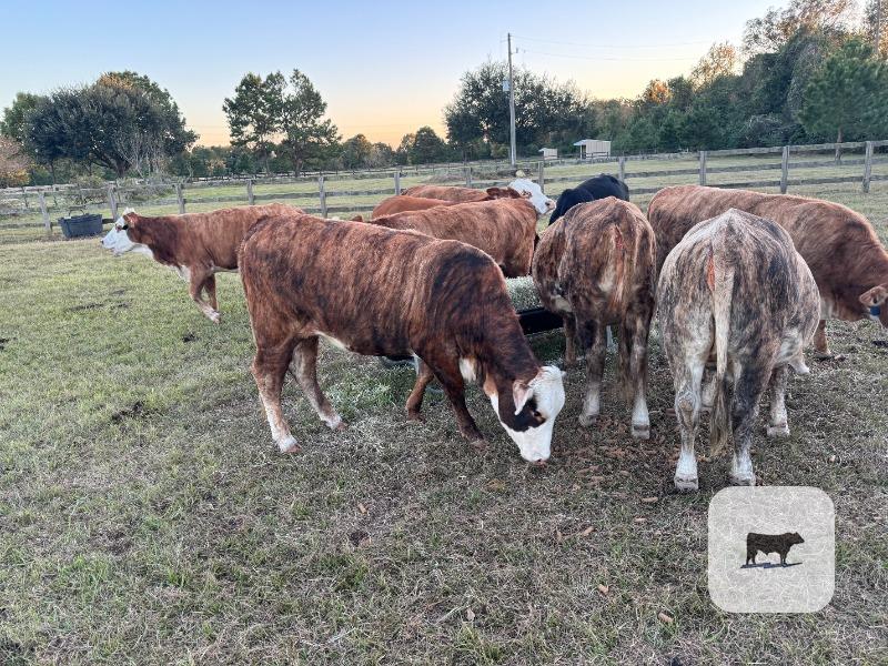 10 Braford/Tigerstripe Bred Heifers... East TX thumbnail 4