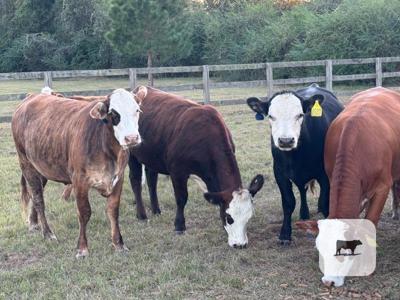 10 Braford/Tigerstripe Bred Heifers... East TX thumbnail 6