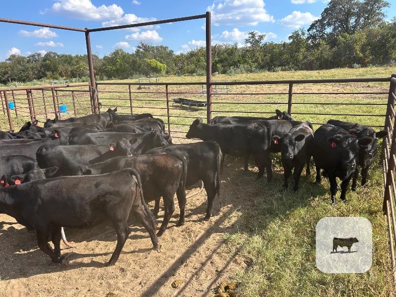274 Angus & Angus Cross Feeder Heifers... Central TX