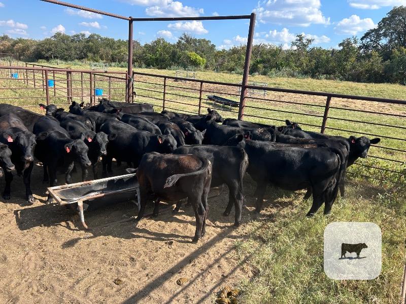 274 Angus & Angus Cross Feeder Heifers... Central TX thumbnail 5