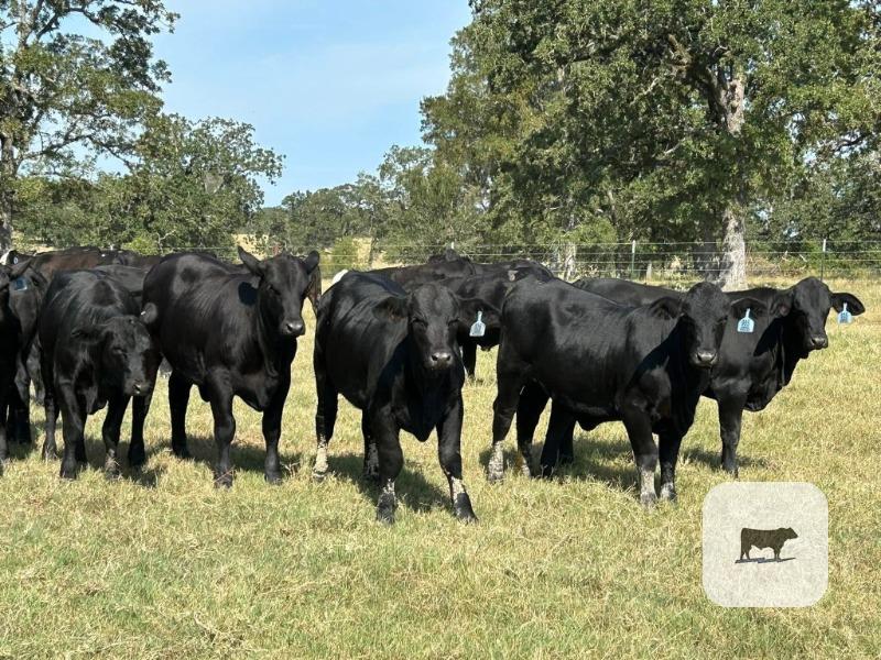 150 Brangus & Brangus Baldy Rep. Heifers... Southeast TX