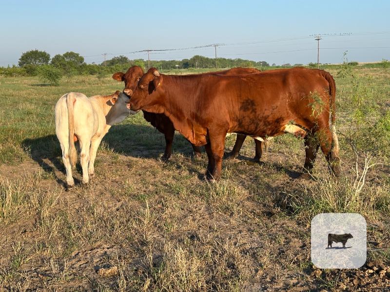 5 Reg. Beefmaster Pairs... South TX thumbnail 5