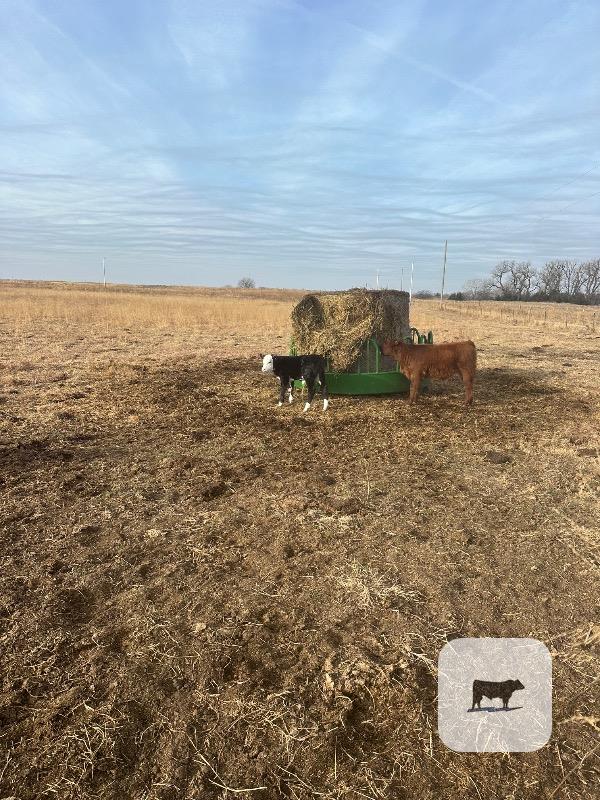 4 Hereford & RWF Pairs... Central KS thumbnail 3