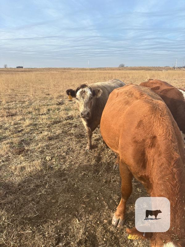 1 Charolais Cow... Central KS