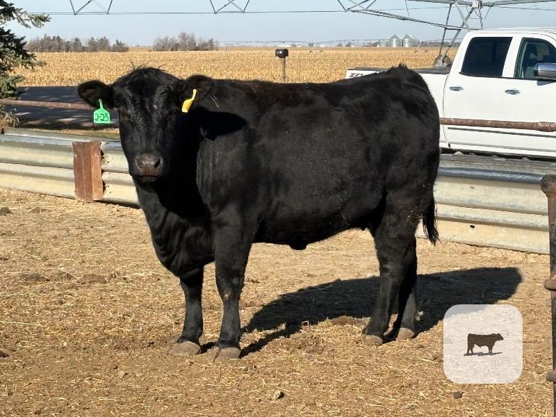 100 Angus Cows... Southeast NE thumbnail 2