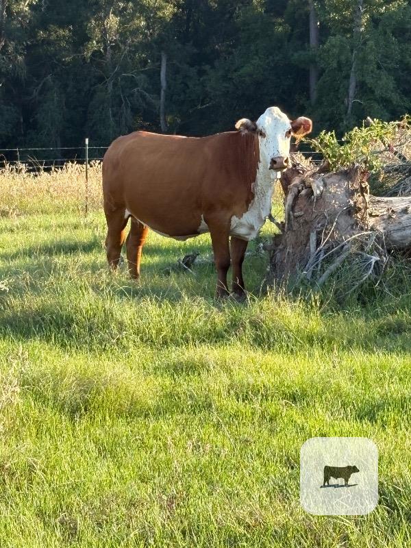 22 Reg. Braford Cows... East TX thumbnail 3