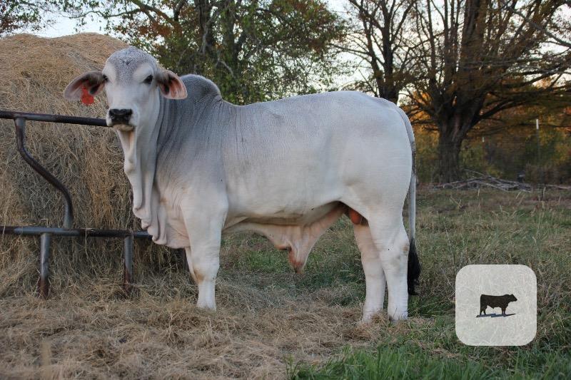 1 Reg. Brahman Bull... Northwest AL thumbnail 2