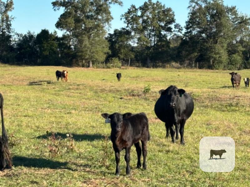 10 Angus Cross Cows w/ 5+ Calves... Southeast AL thumbnail 2