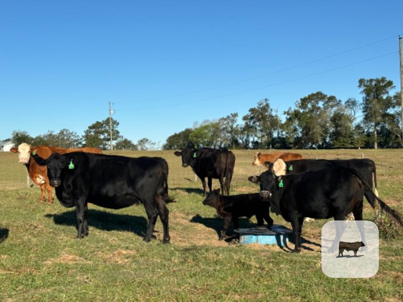 10 Angus Cross Cows w/ 5+ Calves... Southeast AL
