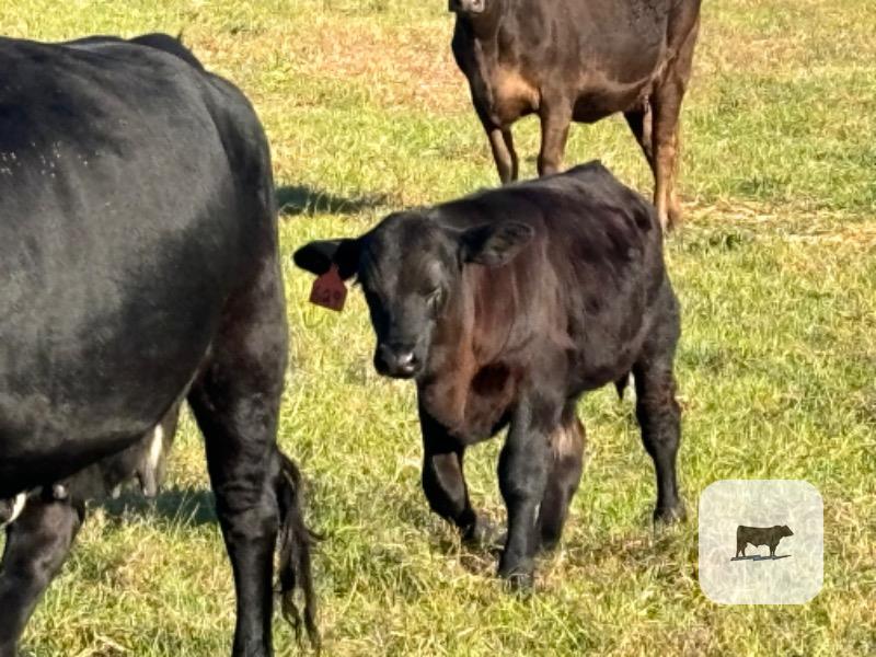 10 Angus Cross Cows w/ 5+ Calves... Southeast AL thumbnail 4
