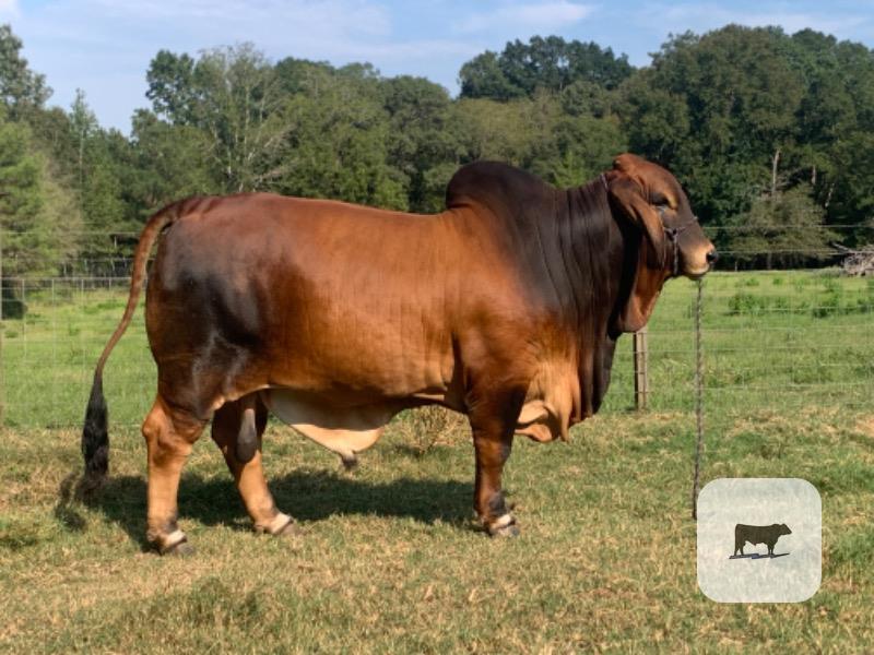 2 Reg. Red Brahman Bulls... East TX