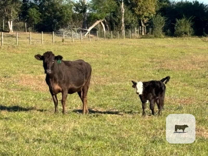 10 Angus Cross Cows w/ 5+ Calves... Southeast AL thumbnail 5