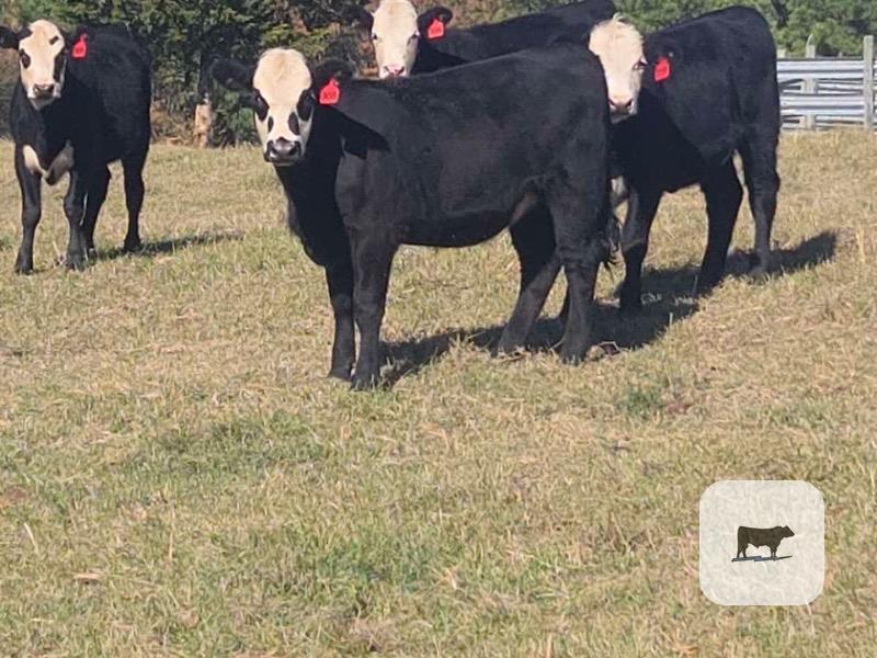 15 Angus 'BWF' Rep. Heifers... Northeast MS thumbnail 2