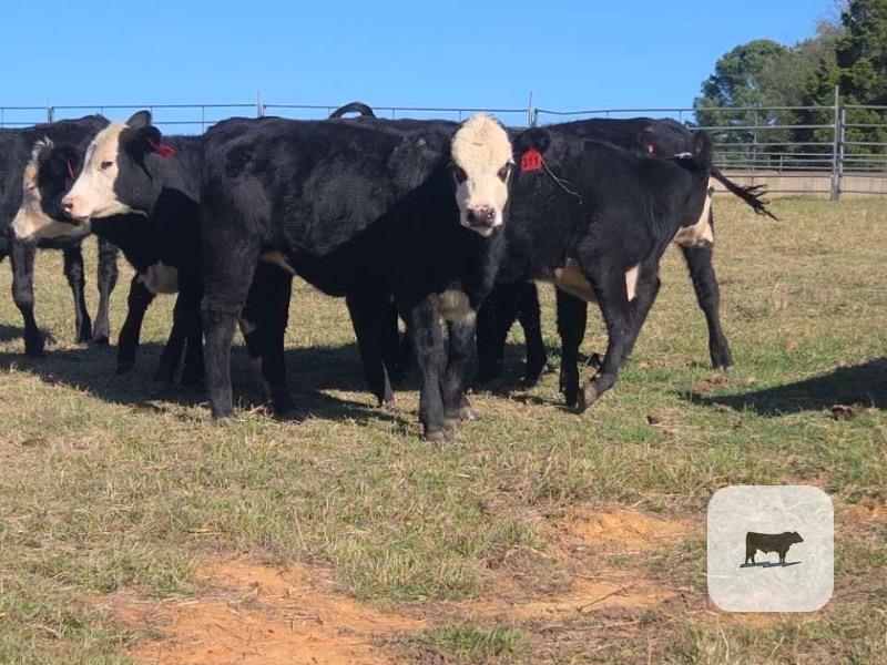 15 Angus 'BWF' Rep. Heifers... Northeast MS thumbnail 4