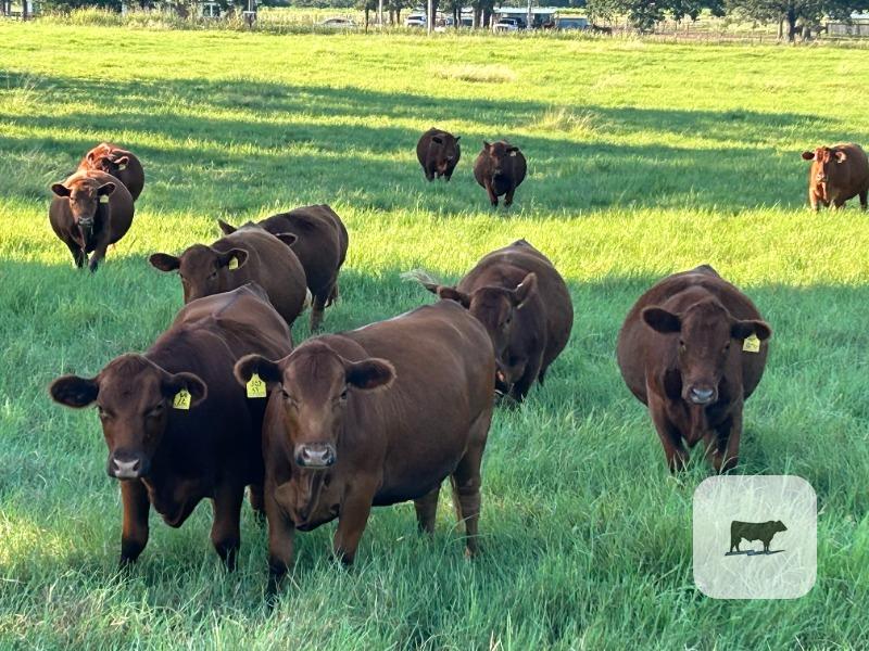 16 Red Angus Bred Heifers... S. Central OK