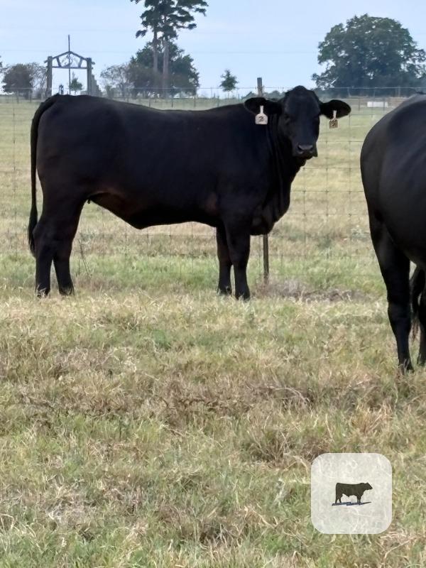 20 F1 Brangus Bred Heifers... East TX thumbnail 2