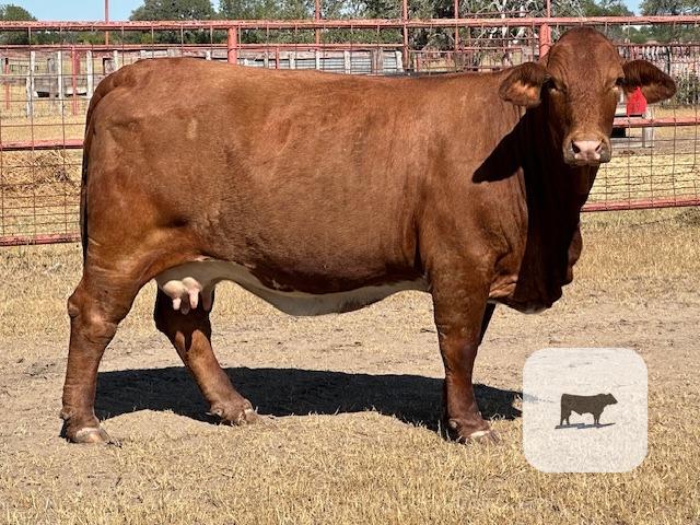6 Reg. Beefmaster Cows... South TX