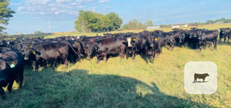 98 Angus/SimAngus Bred Heifers... Northeast OK thumbnail 6