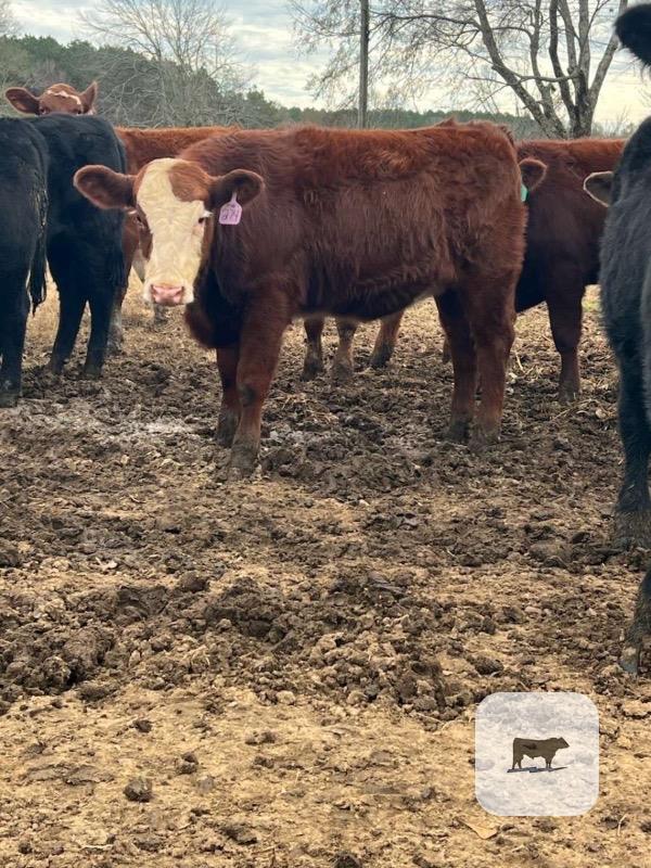 120 Angus & BWF Rep. Heifers... Northeast MS thumbnail 3